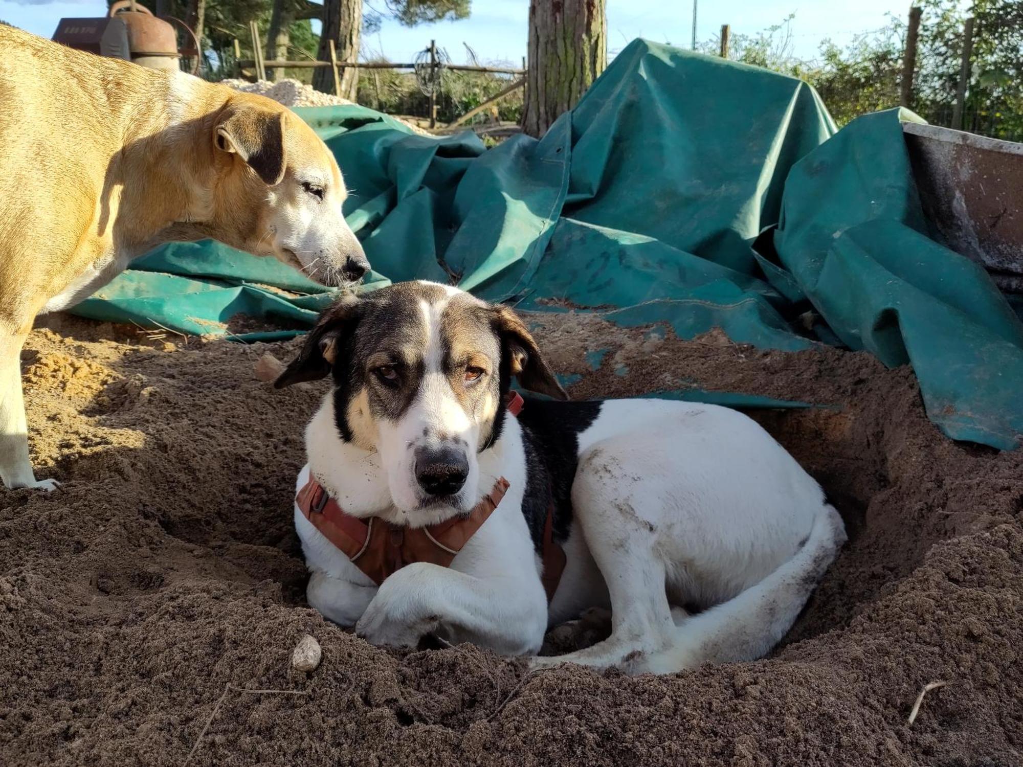 Cosy Nest In Animal Rescue Monte Dos Vagabundos Hotel Sao Teotonio Exterior photo